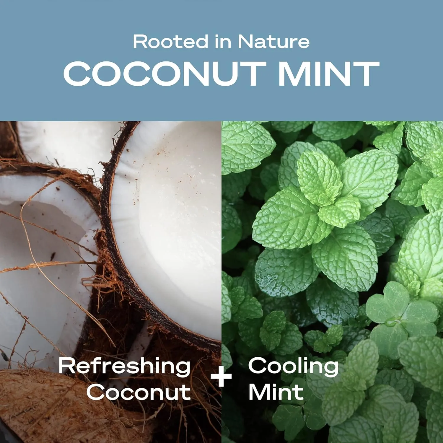Hey Humans Coconut Mint Moisturizing Body Wash with Natural Ingredients & Jojoba Oil | Clean, Vegan, Sulfate Free Bath & Body Wash for Women & Men | Recyclable Bottle, 14 fl. oz. - Pack of 3
